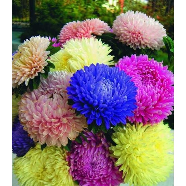 Gói 50 hạt giống cúc đại đoá nhiều màu