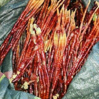 1kg nấm sừng hươu