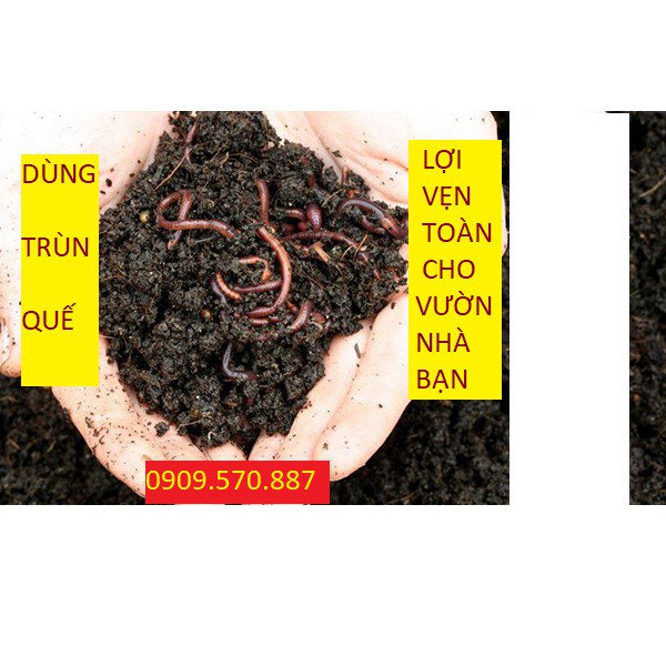 Dịch Trùn Quế  SHIP 30 PHÚT CÓ. KHO TẠI QUẬN 11, 7,9, THỦ ĐỨC, PHÚ NHUẬN