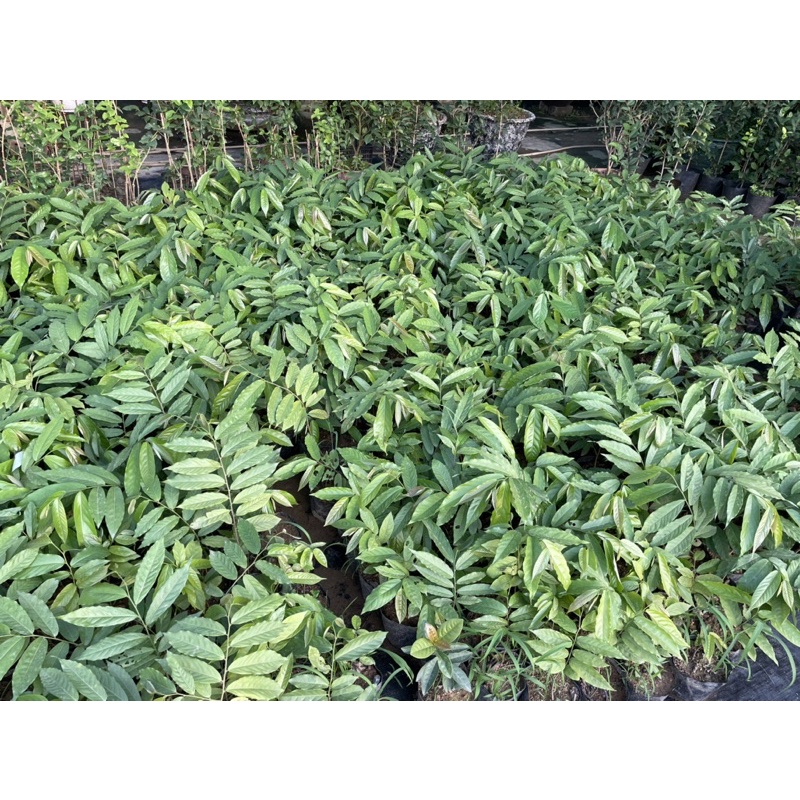 CÂY HOA DẺ GIỐNG cao 50-60 cm