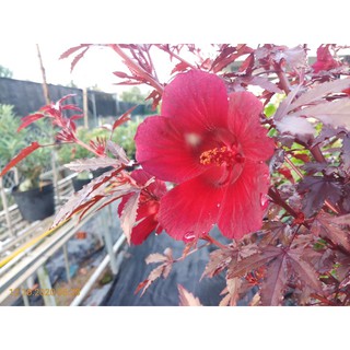 Cây hoa dâm bụt/ bụp giấm châu phi đang nụ hoa- Trang trí sân vườn- Decor-Phong thuỷ-Cây hoa kiểng Đồng Tháp