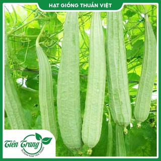 Hạt Giống Mướp Hương - Mướp khía