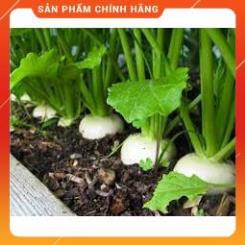 HẠT GIỐNG CỦ CẢI TUYỂN CAO SẢN
