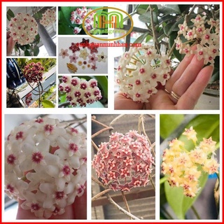 Lan cẩm cù lá tim (trái tim tình nhân) sắp ra hoa thông điệp yêu thương gửi đến người thương yêu
