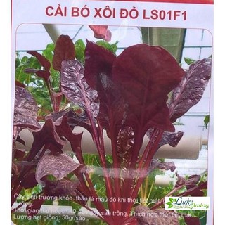 30 hạt giống cải bó xôi đỏ xtra tặng kèm phân và kích mầm