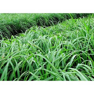Hạt cỏ Mombasa ghine 1kg - Cỏ sả lá lớn, lá mềm không lông, tái sinh tốt