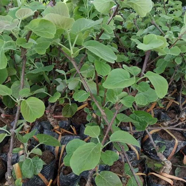 Cây giống Kiwi vàng