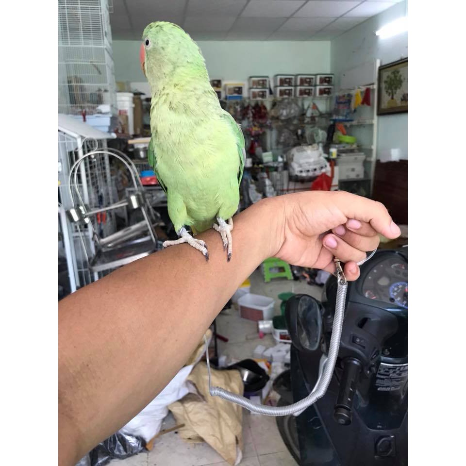 Dây lo xo lõi thép 3m