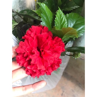 Hoa dâm bụt các màu