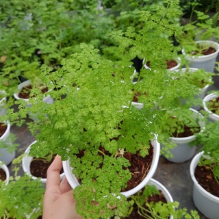 CÂY NGÒ RÍ TÂY - VERTISSIMO CHERVIL SEED
