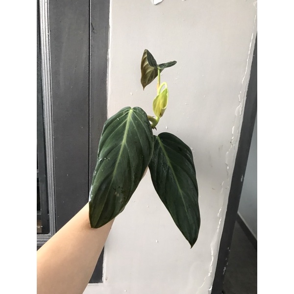 Trầu bà philodendron gigas-hỏa tốc giao hàng tại HCM