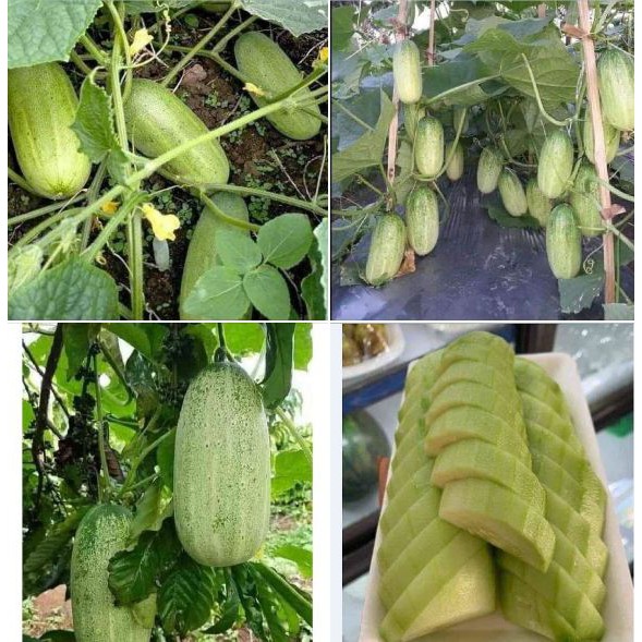 50 Hạt giống dưa chuột mèo  (Kèm kích thích hạt nảy mầm)