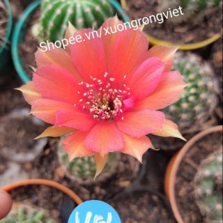 Xương rồng Lobi 142( hoa y hình)