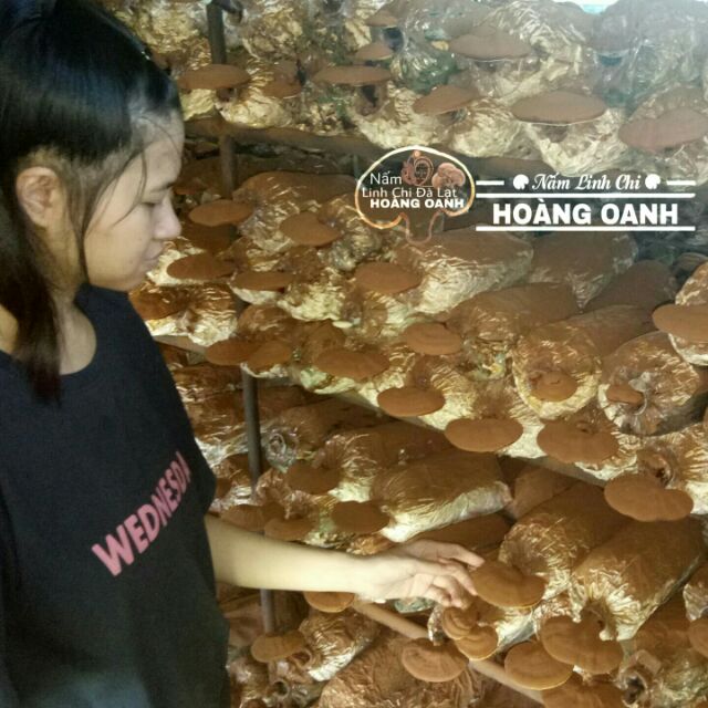 Nấm Linh Chi Đỏ còn nguyên bào tử 500g - Hồng Chi Đà Lạt | BigBuy360 - bigbuy360.vn
