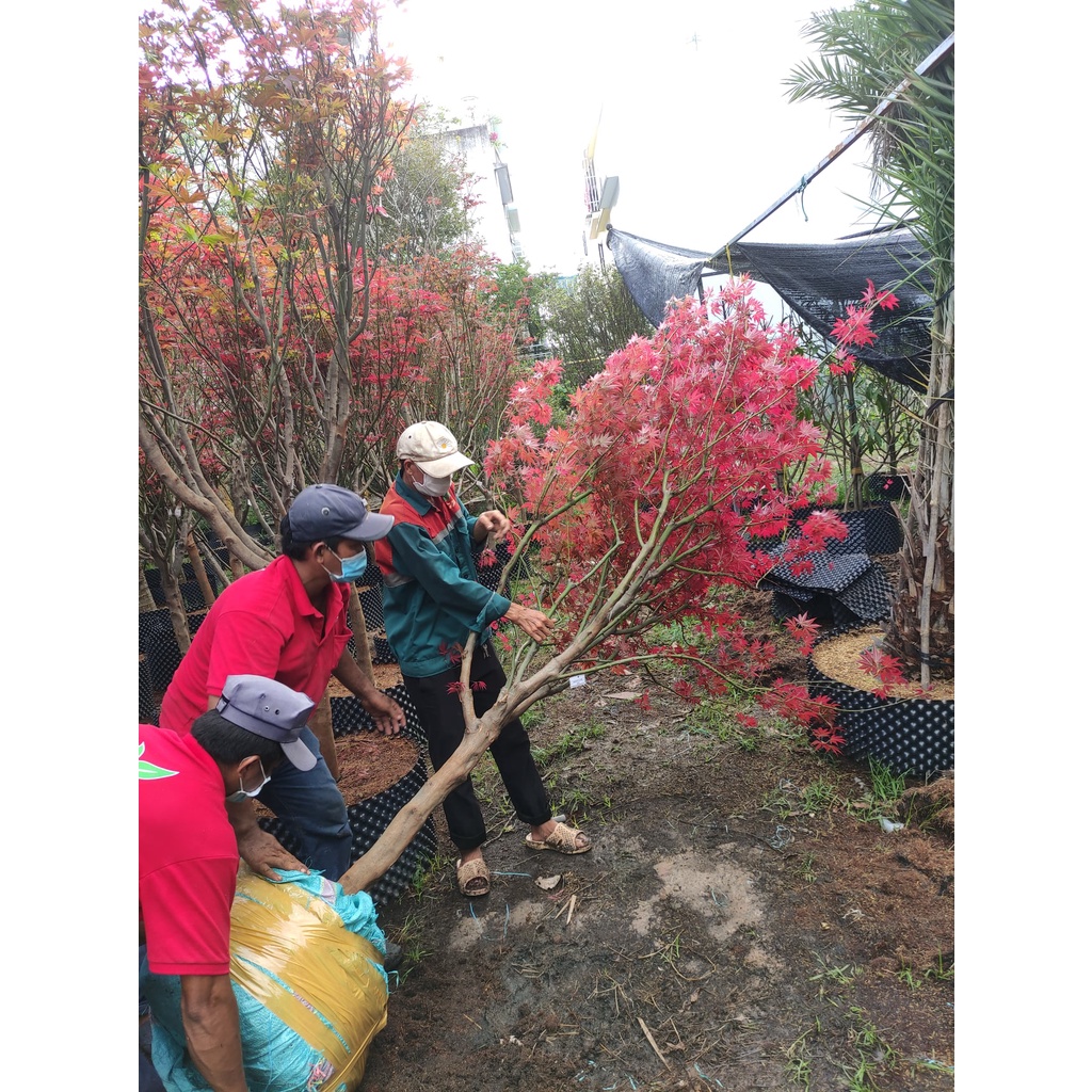 Thuốc mọc rễ cây root90