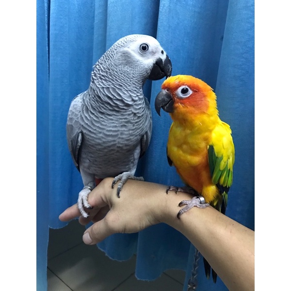 1kg - Hạt mix cho vẹt Macaw, Vẹt mào Cockatoo, Moluccan Cockatoo, Cacatua galerita, Xám, Sun, Ngực hồng...gói 1kg