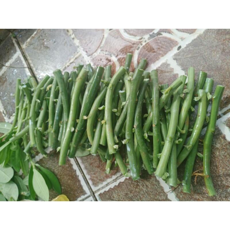 Cây thạch anh giống (combo 15 khúc)