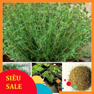 50 Hạt giống Cỏ xạ hương (tặng gói Kích nẩy mầm và Hướng dẫn)