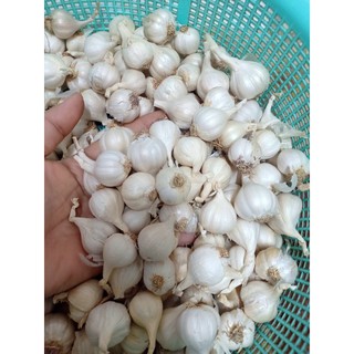 Combo 2KG TỎI+HÀNH LÝ SƠN