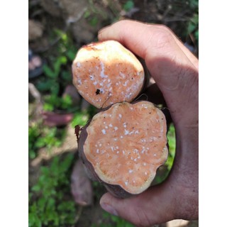 - Khoai Lang