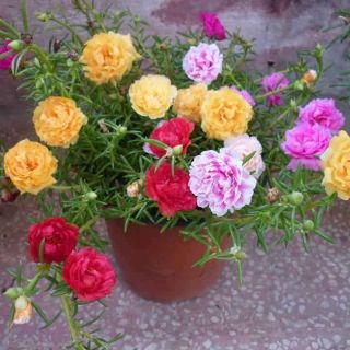 Hạt giống hoa mười giờ kép mỹ đài