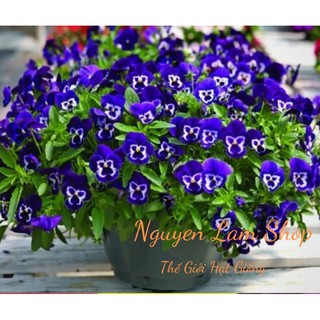 20 HẠT GIỐNG PĂNG XÊ TÍM NHẢY