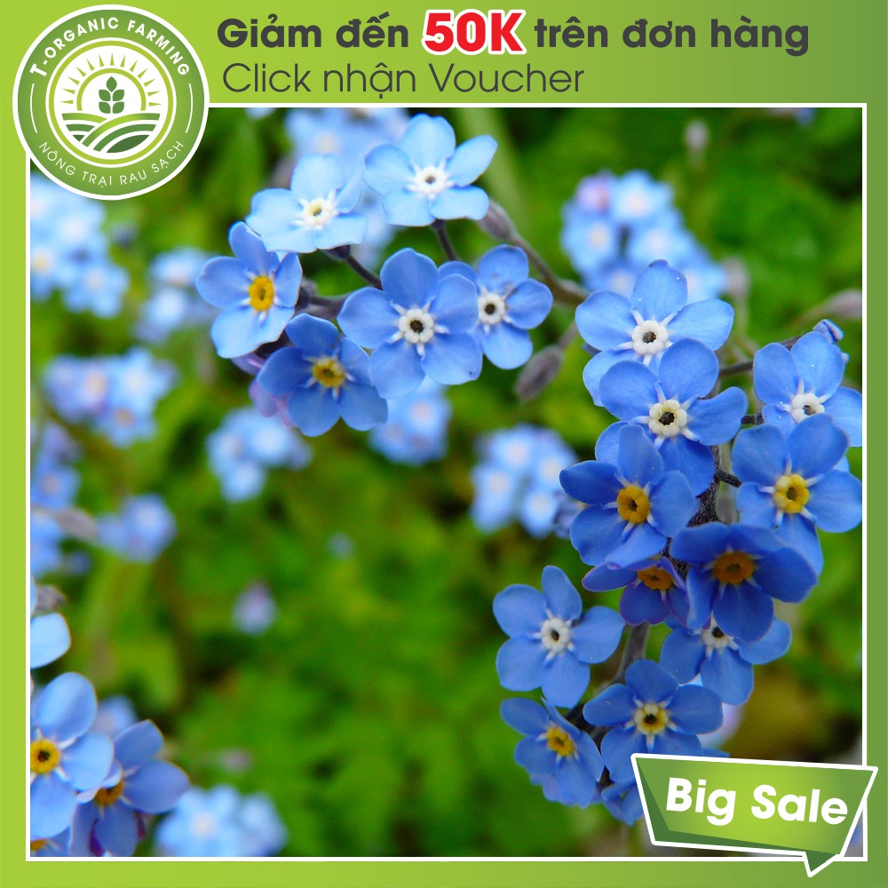 Túi 100 Hạt giống Hoa Lưu Ly Xanh (Forget Me Not)