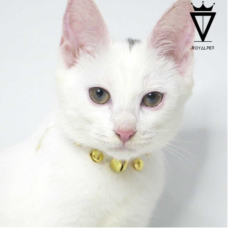 Vòng Cổ Kim Loại Mạ Vàng Siêu Sang Cho Boss