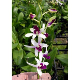 Hoa lan dendro Robert cây trưởng thành sắp hoa