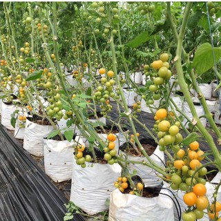 1Kg Túi trồng cây PE 2 lớp trắng đen (20x40cm; 18x36cm; 17x33cm)