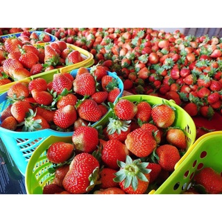 1 ký dâu mỹ tươi hái trong ngày