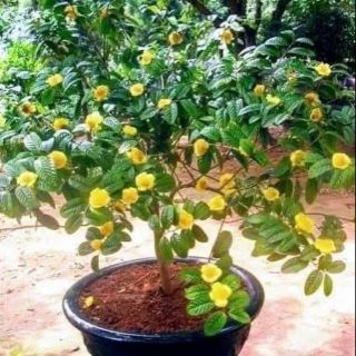 Cây giống Trà Hoa Vàng Tam Đảo