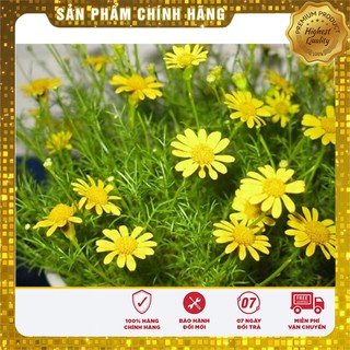 HẠT GIỐNG HOA CÚC SAO BĂNG (TARGETES ) 100 HẠT