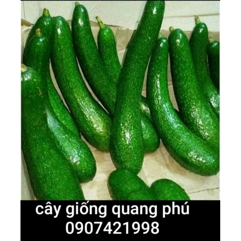 CÂY GIỐNG BƠ 034