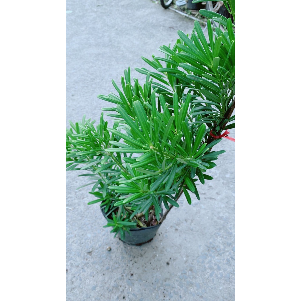 Cây Tùng La Hán 50cm