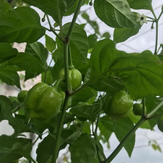 Hạt ớt giống Scotch Bonnet Red