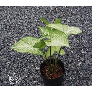 Trầu bà trắng(loại rễ trần)
