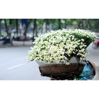 100h - Hạt Giống Hoa Cúc Họa Mi (Cúc Chi Trắng)