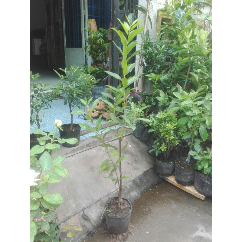 Cây Vối nếp cây cao