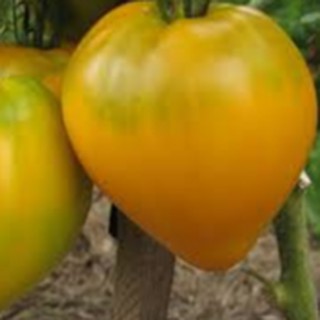 Hạt giống cà chua trái tim vàng 30 hạt (TẶNG gói kích thích hỗ trợ hạt nảy mầm)