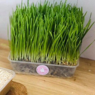 Hạt giống trồng cỏ lúa mạch cho thú cưng - gói 40G - Sunny pate