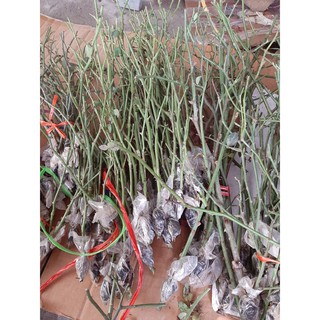 Cành Chiết Hoa Hồng  Cổ Quế (Giống Hoa Hồng)