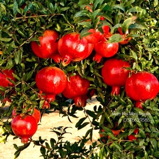 Cây lựu đỏ Ấn Độ cao sản - 1 chậu