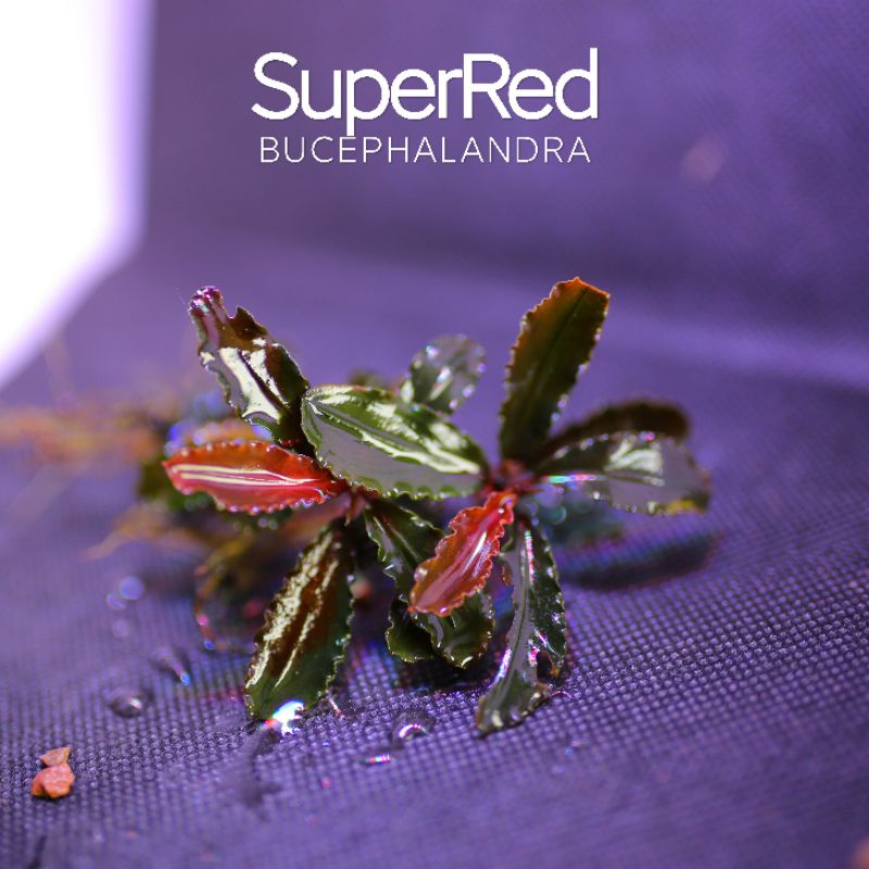 Bucep Super Red | Cây thủy sinh lá siêu đỏ | hàng ngọn | lá cạn
