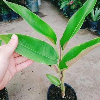Cây Chuối Tràng Pháo (Chuối Mỏ Phượng)