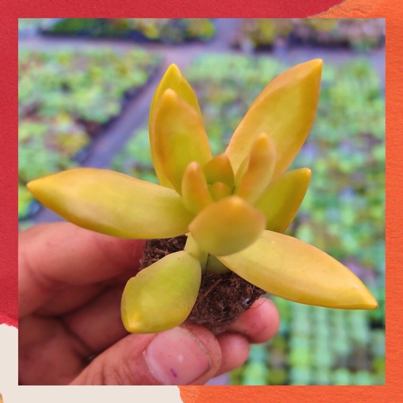 COMBO 5 LÁ MẦM SEN ĐÁ ĐÁ CAM HƯ 1 ĐỔI 1 SIÊU CUTE