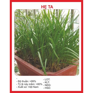 ( BOK GARDEN ) HHẠT GIỐNG HẸ TA 5GR