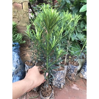 cây tùng la hán giống 20cm_30cm