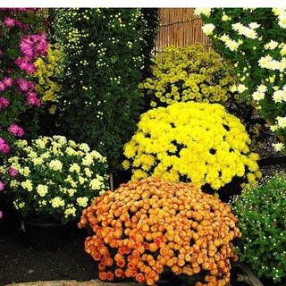 Combo 3 gói hạt giống hoa cúc đà lạt (TẶNG gói kích thích hỗ trợ hạt nảy mầm)