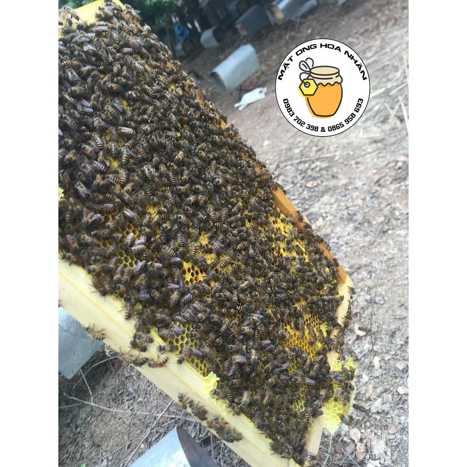 [CHỈ BÁN MẬT XỊN] 0,5 lít mật ong hoa nhãn nguyên chất Thanh Hà